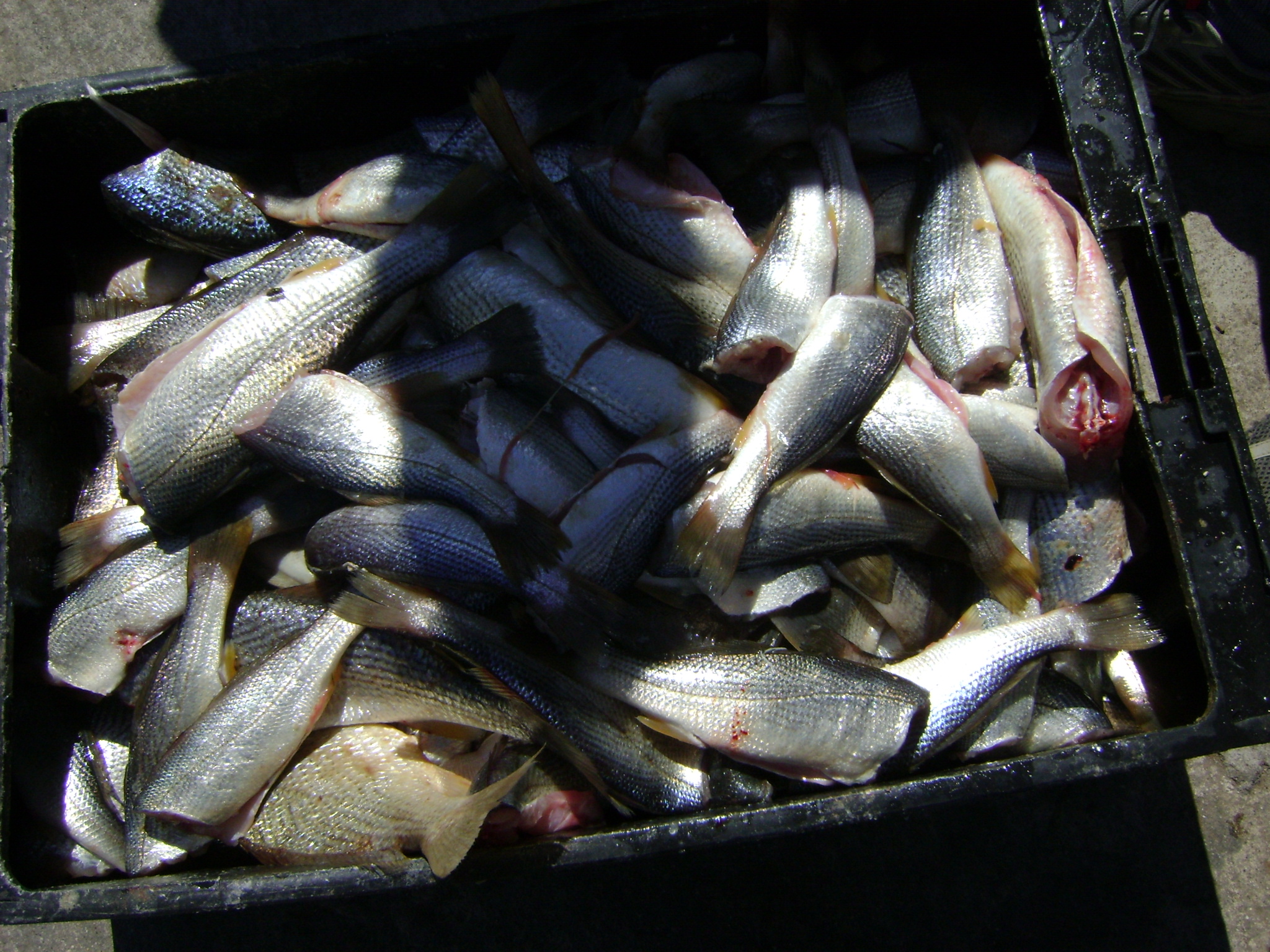 fotos/2009-12-07 - Mar del Plata Pezca Variada/DSC01770.JPG